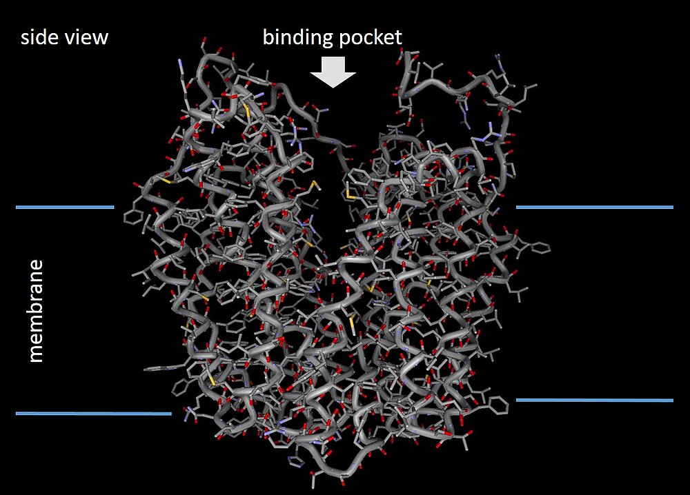 3D-structural model of ZmSUT1