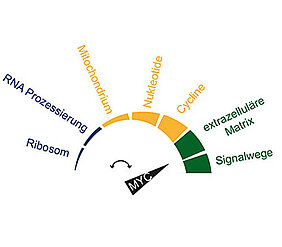 As its concentration increases, the protein Myc activates an increasing number of genes in cells. Beyond a certain level, this causes the cell to transform into a tumour cell.