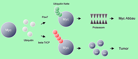 Grafik Myc-Protein