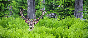 Rothirsch im Wald