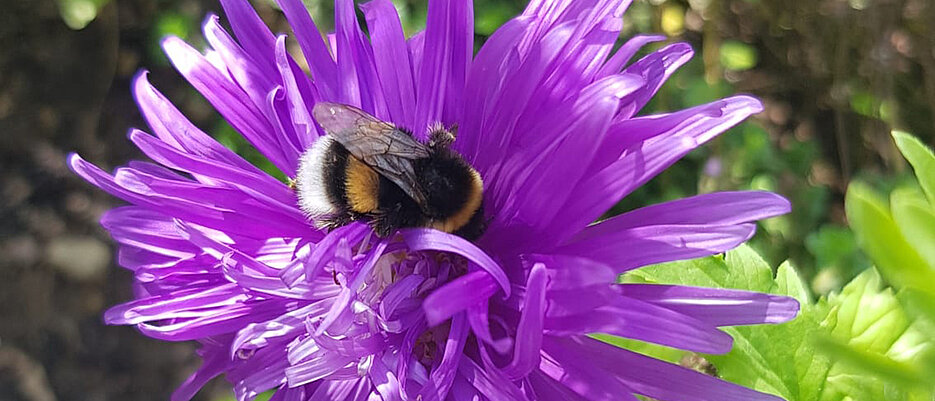 Während ihrer Sammelflüge können Hummeln verschiedene Pflanzenschutzmittel mit dem Nektar und den Pollen aufnehmen. Ob die Mischung eines Insektizids und eines Fungizids Auswirkungen auf das Lernverhalten und die Flugaktivität hat, haben Wissenschaftlerinnen der Universität Würzburg erforscht.