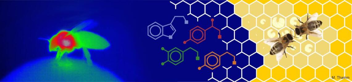 Thermographical picture of a honeybee - Schematized honeybees and structural formula of organic chemicals