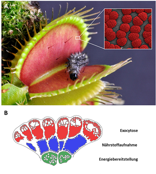 Do you leave your fly carcasses inside the traps? Best method for removal?  : r/VenusFlyTraps